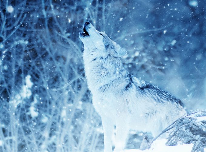Stock Images wolf, winter, snow, 4k, Stock Images 527278764